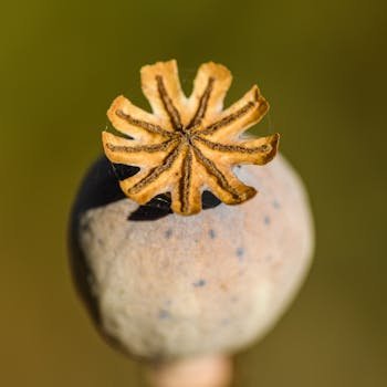 Close-up of a poppy seed covered bublik