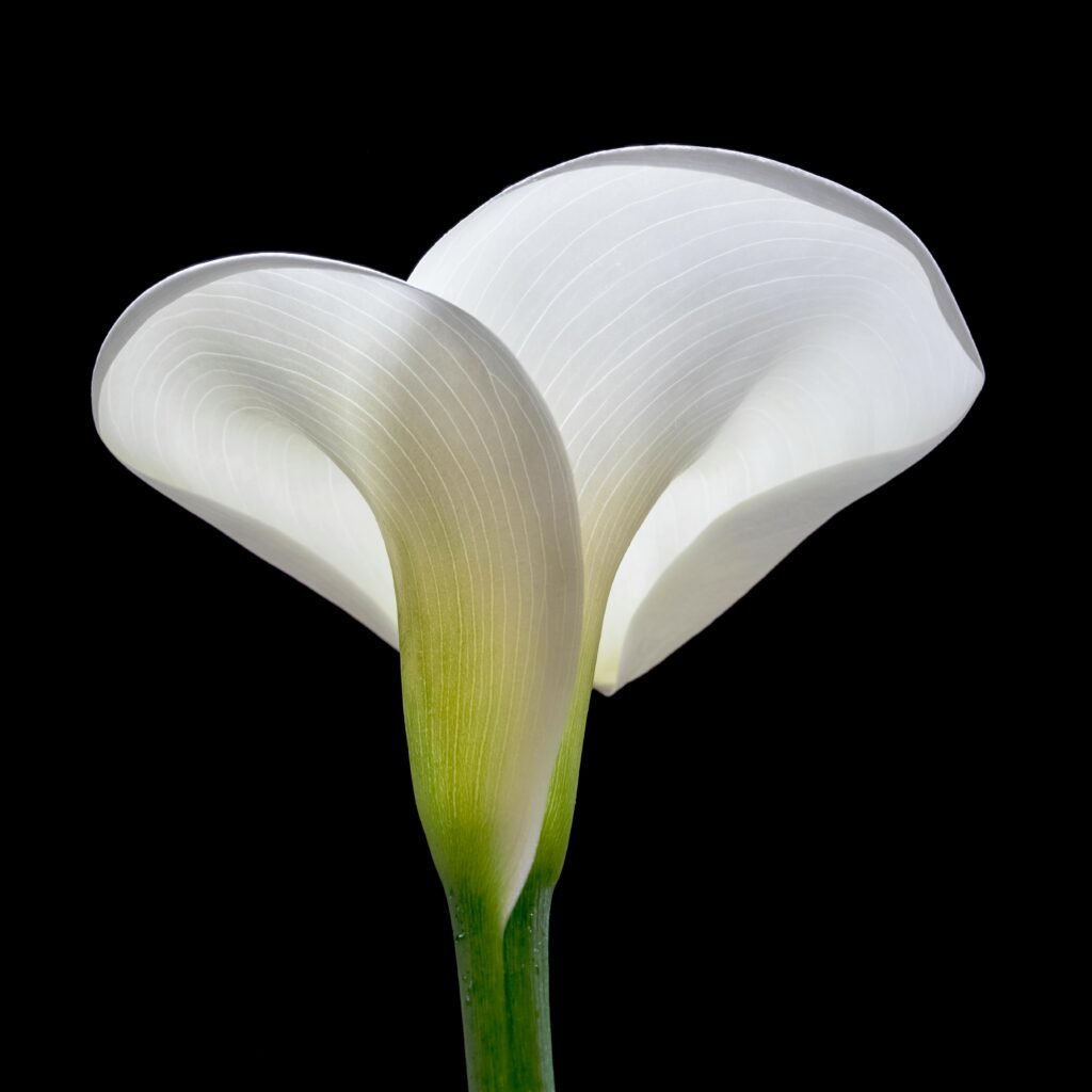 Steven May celebrating Melbourne Demons premiership victory