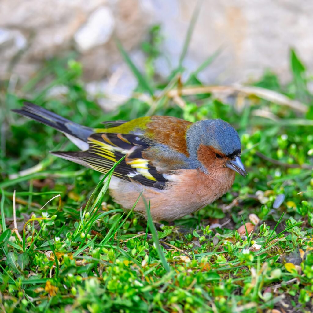 Close-up of a bird eating from a Birdfy smart bird feeder